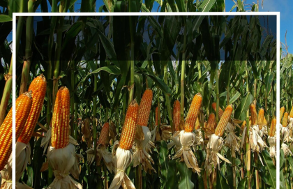 Exportaciones r&eacute;cord de ma&iacute;z en el 1er trimestre de 2025 y marchan muy firmes las de harina de soja